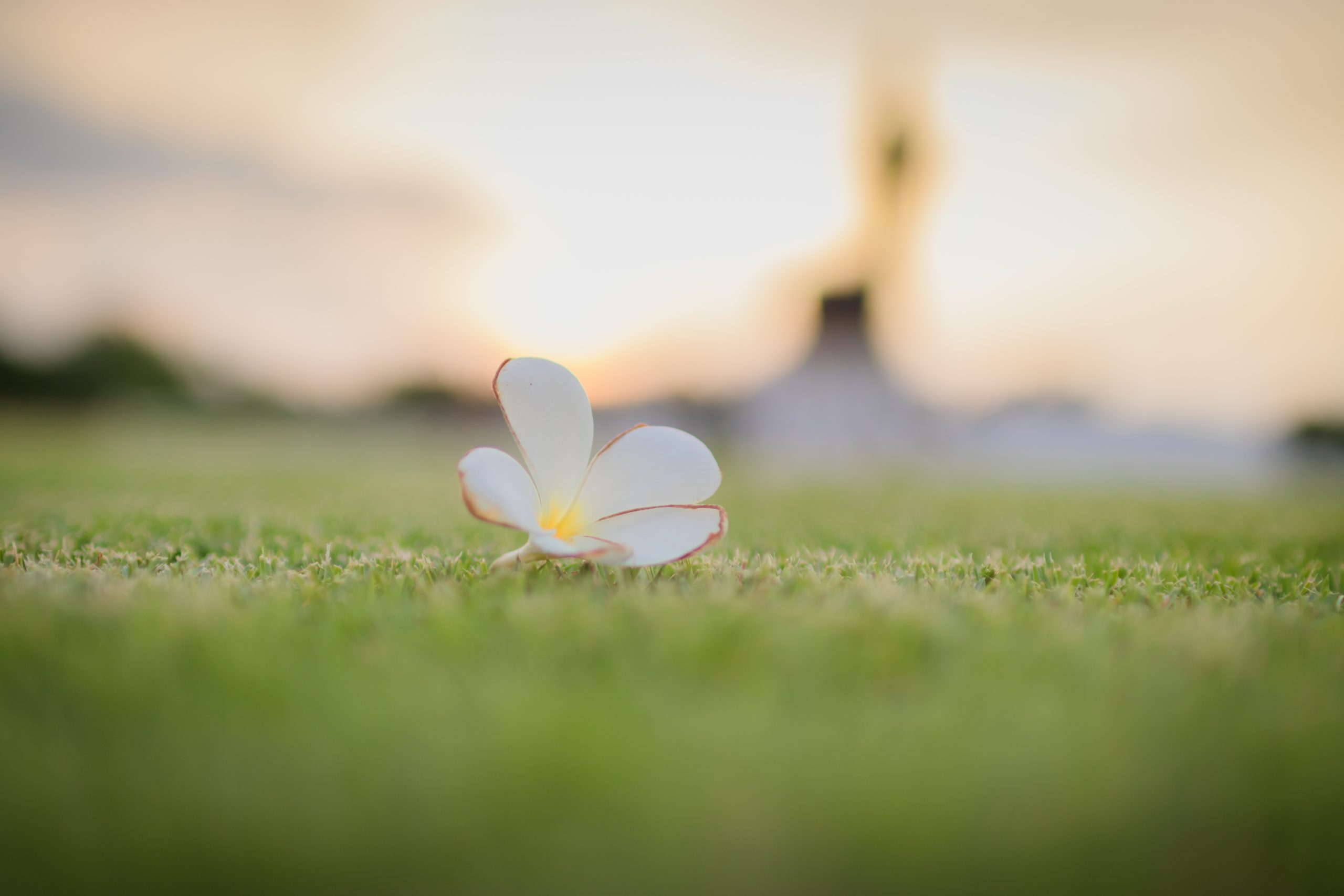 close-up-white-flower-field