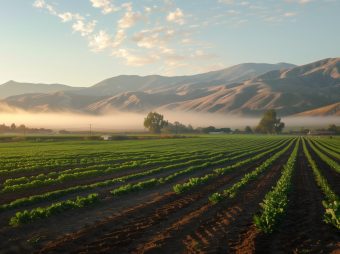 A lettuce field with mountains in the background.