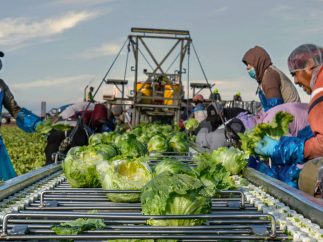 Jack Bros Lettuce-28