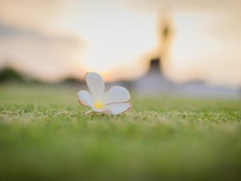 close-up-white-flower-field